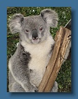 19 Big Koala